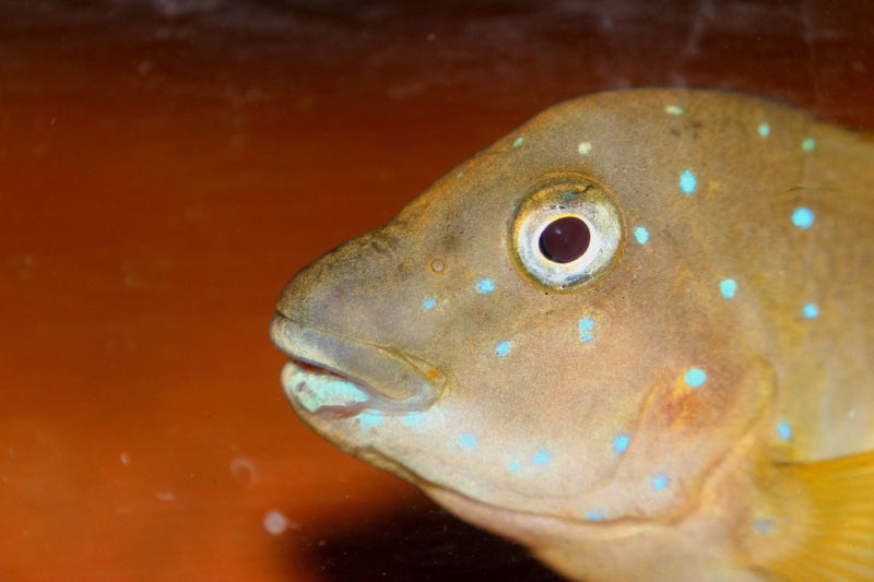 Eretmodus cyanostictus 'Mpulungu'